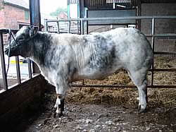 Setting off to see the cattle